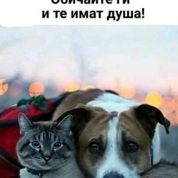 И ЖИВОТНИТЕ ИМАТ ДУША