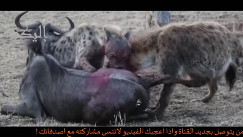 Lion fight
