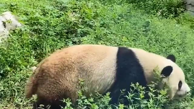 Baby panda MOE LAN