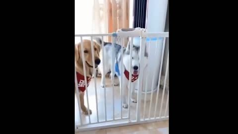 Dog Prank
