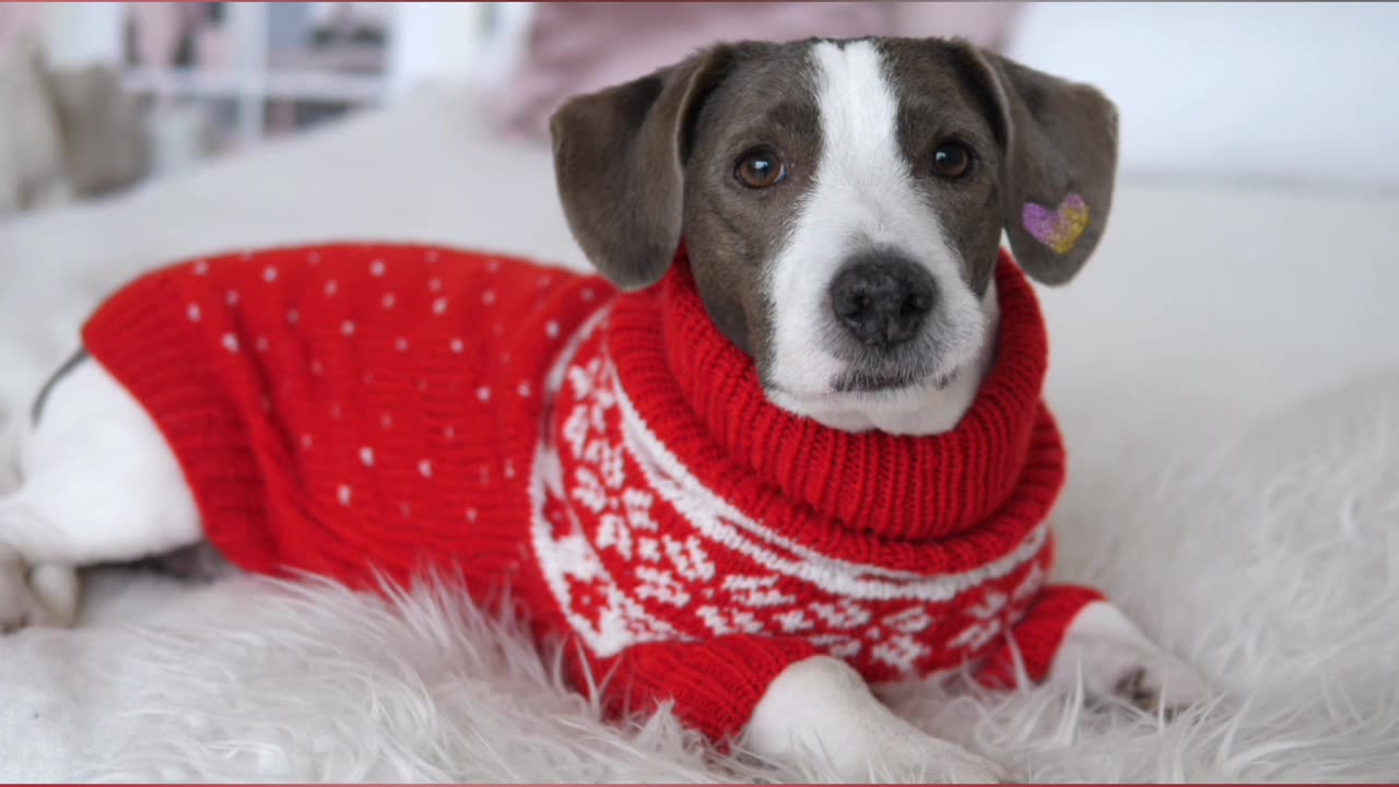 Cutest dogs video, must watch