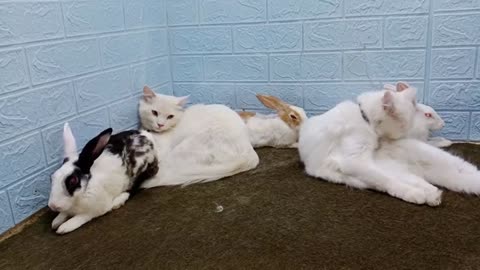 Funny Dogs And Cats Videos 2024 😅 - Best Funniest Animal Videos Of The week