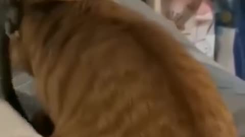 Funniest animals
