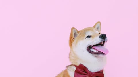cutie dog