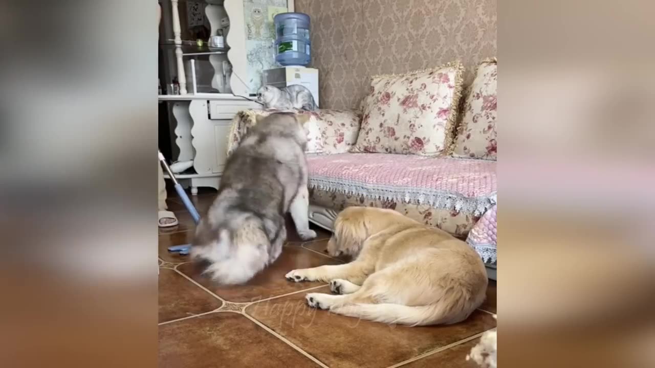 Funny animals - Funny cats / dogs - Funny animal videos / Best videos of April 2023