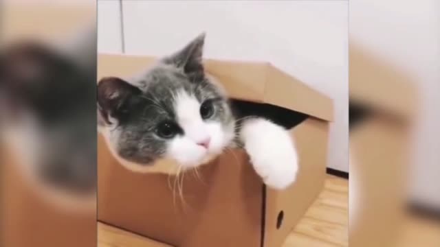 The kitten was teasing the dog, and the next second, the little golden retriever was smiling.