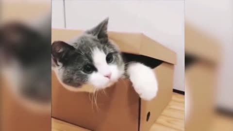 The kitten was teasing the dog, and the next second, the little golden retriever was smiling.