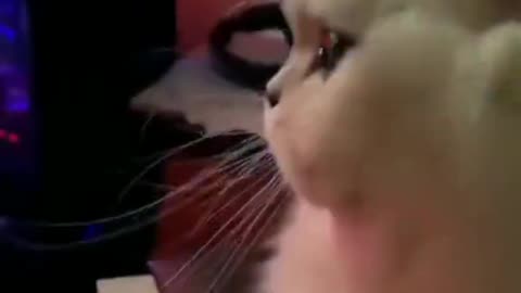 How sweet this cat!