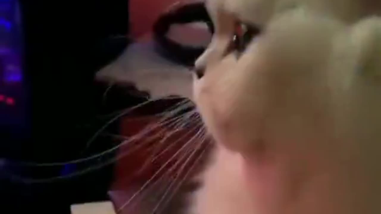 How sweet this cat!
