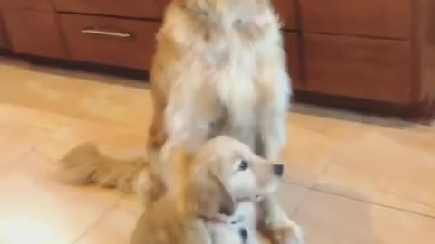 .Mother dog and child dog.