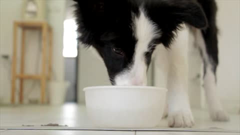 Street dog have food peacefully