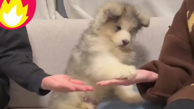 Let’s see if our baby puppy will cooperate with dad