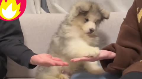 Let’s see if our baby puppy will cooperate with dad
