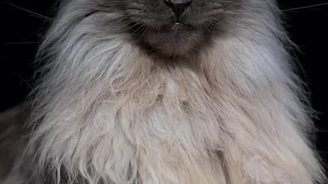 Most Handsome Cat in the world