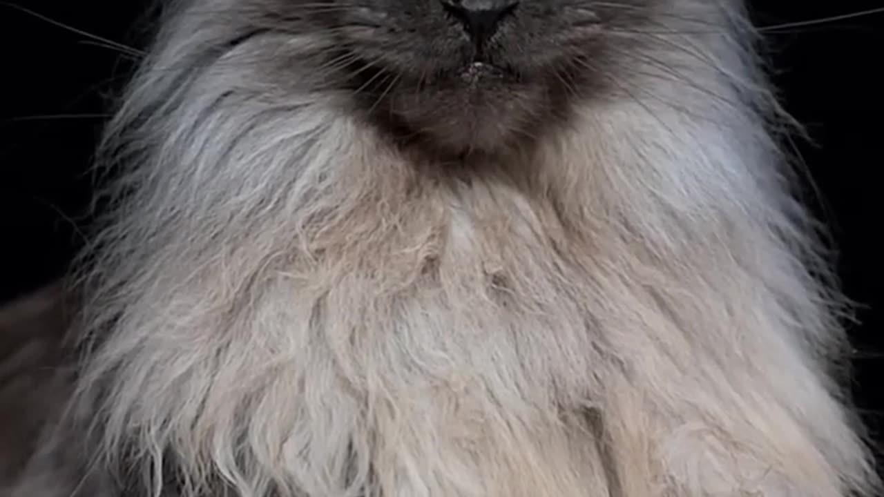 Most Handsome Cat in the world