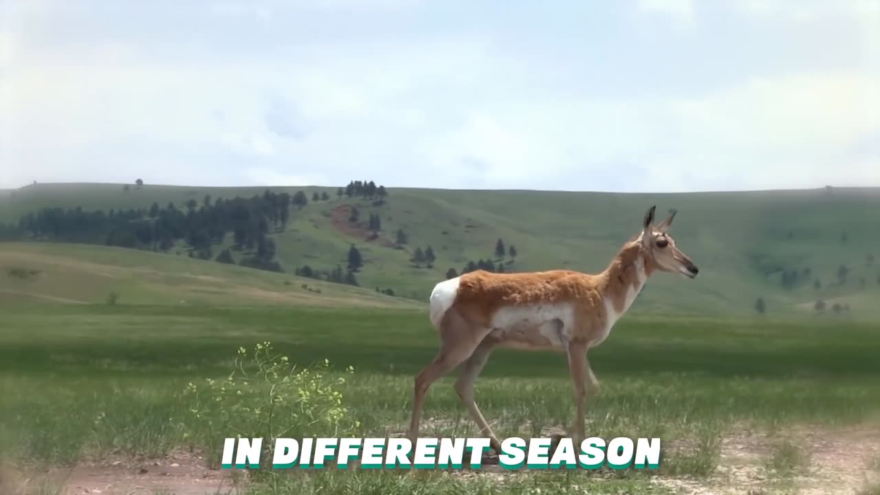 These are the fastest animals on this Planet.