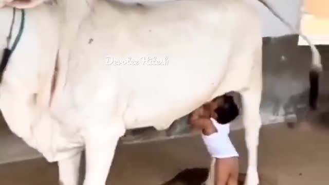 beautiful video | #cow #maa #gaumata #milk #cowmilk #shorts #kids #krishna #bhagavadgita
