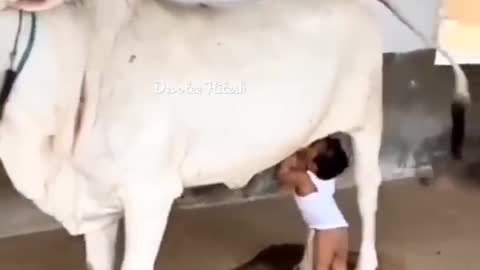 beautiful video | #cow #maa #gaumata #milk #cowmilk #shorts #kids #krishna #bhagavadgita