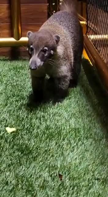 Chris Sky, Making friends with wild creatures. It's all about positive energy.