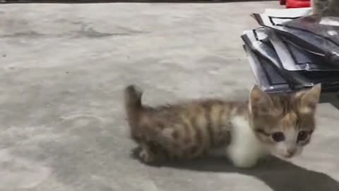 One day I’ll have my day#cat #catsoftiktok #pet #cute #fyp