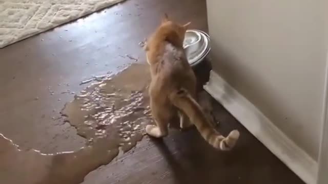 Funniest cat videos #80 - HILARIOUS!