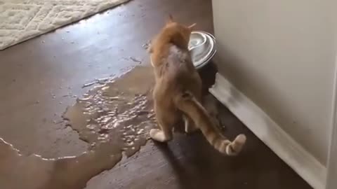 Funniest cat videos #80 - HILARIOUS!