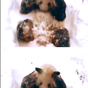 PANDA DANDO SHOW DE FOFURA NA NEVE