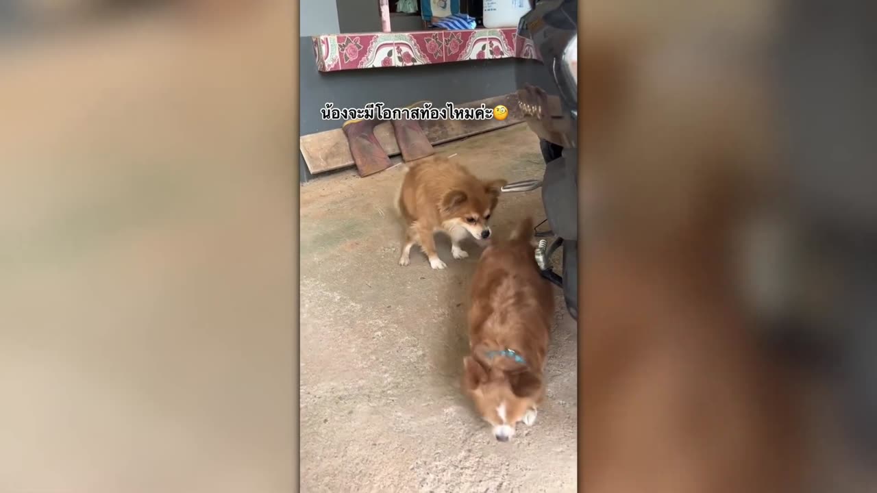 Try Not to Laugh! The Funniest Pet Videos Ever! Ep.1