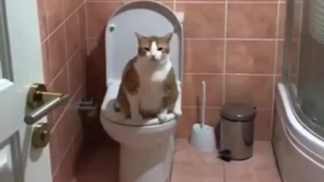 This cats just had to go!