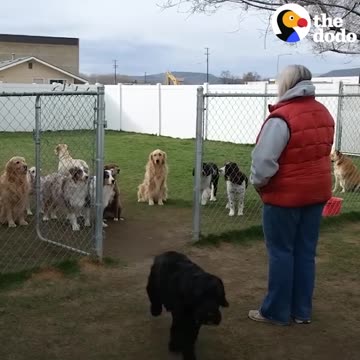 Good Dogs Wait For Their Names To Be Called | The Dodo