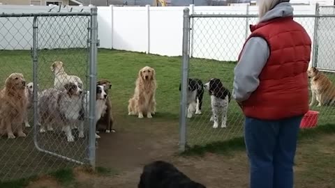Good Dogs Wait For Their Names To Be Called | The Dodo
