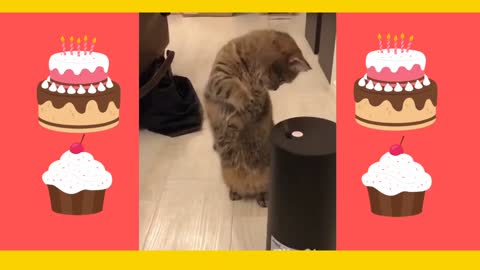Cute Cat, Cute Pet