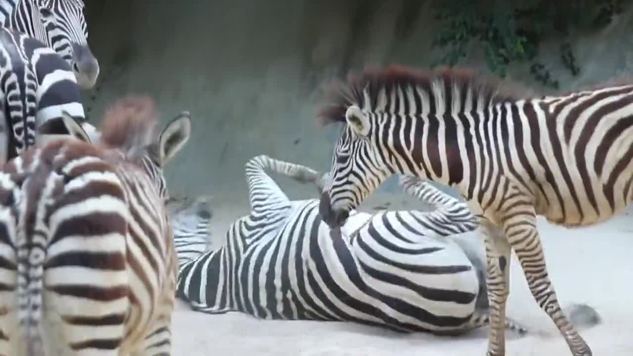 The bewildering behavior of the animal zebra