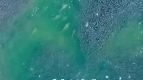If You See This In The Water, Start Running