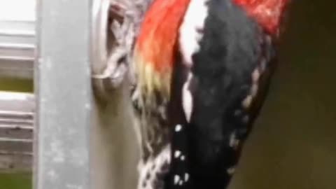 Woodpecker abnormal
