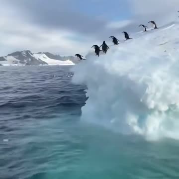 penguines