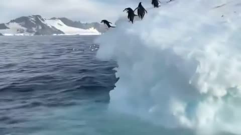 penguines