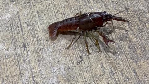 Crawfish Adventures at a Florida Gas Station