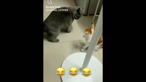 More Animal 🐶Adventures!🙃🤣