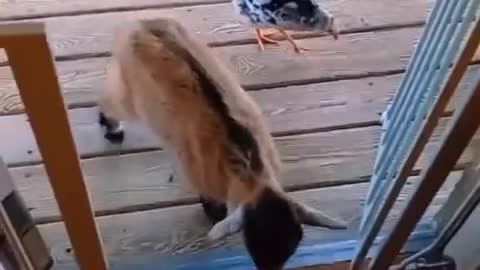 Letting Pet Goat and Chicken Inside House