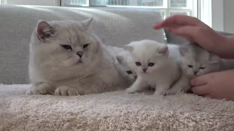 British shorthair cat Apollo hissing and protecting his kittens