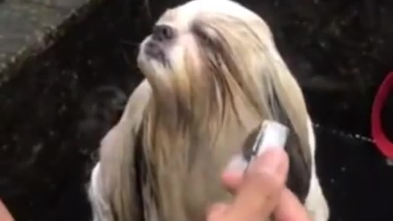 Funny animals compilationš| Try not to laughingš¤£