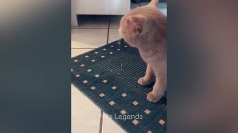 FUNNIEST ANIMALS 2024😍NEW FUNNY CATS AND DOGS VIDEOS- PART1