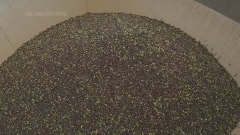 Drought devastates Spain's olive harvest