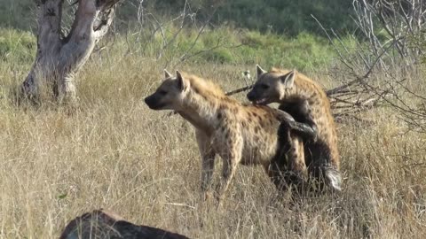 Hyena mating