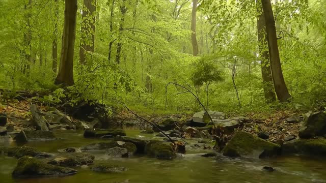 Water flowing and Birds singing in a forest | Calm | Relax | Yoga | Sleep | Meditation