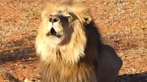 lion roaring