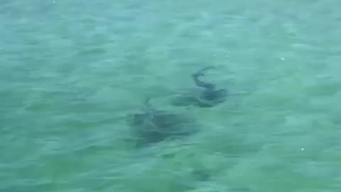 Wildlife & Funs