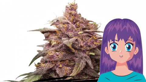 Purple Punch – Seed Stockers