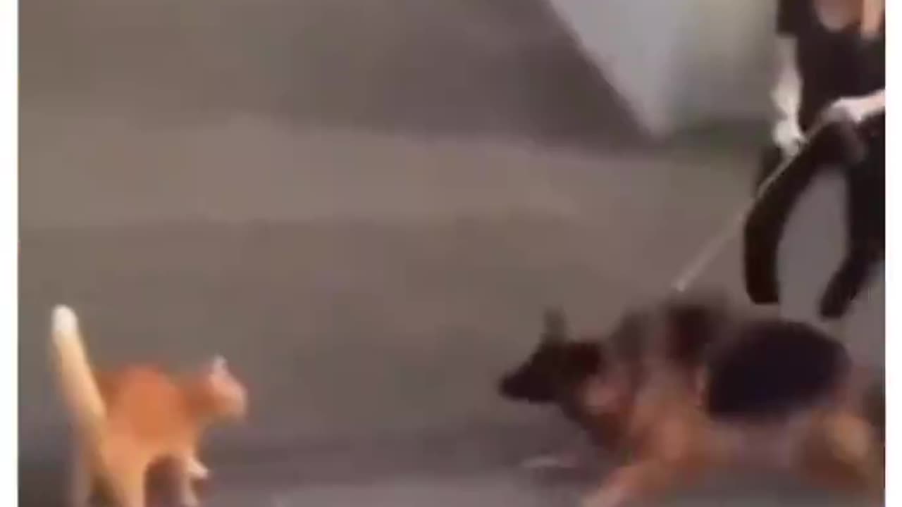 Fight of cat with dog